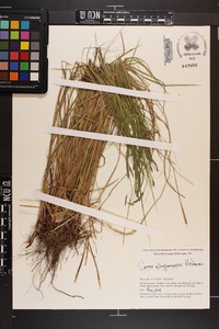 Carex allegheniensis image