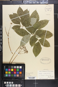 Aralia nudicaulis image