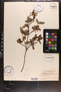 Rhododendron pilosum image