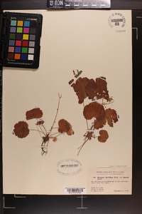 Heuchera parviflora image