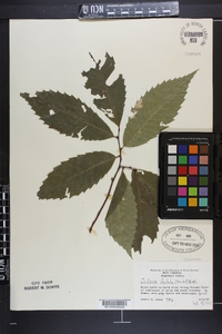 Castanea dentata image