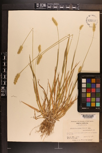 Pennisetum glaucum image