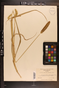 Pennisetum glaucum image