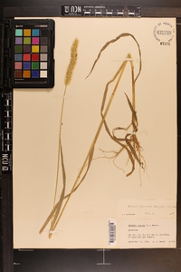 Pennisetum glaucum image