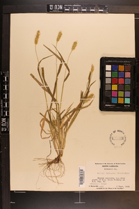 Pennisetum glaucum image