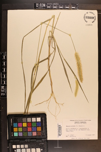 Pennisetum glaucum image