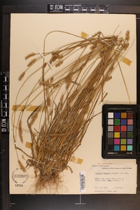 Pennisetum glaucum image