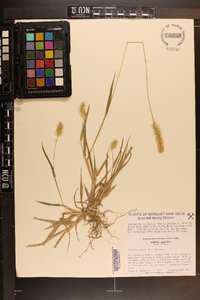 Pennisetum glaucum image