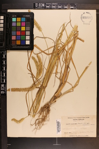 Pennisetum glaucum image