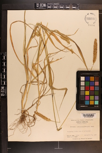 Pennisetum glaucum image