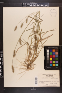 Setaria corrugata image