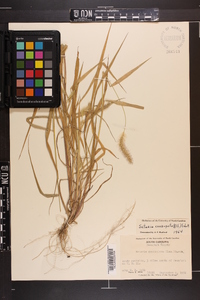 Setaria corrugata image