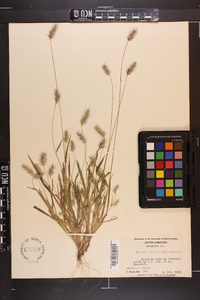 Setaria corrugata image