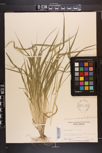 Setaria corrugata image