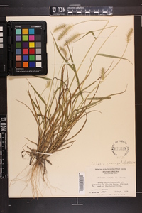 Setaria corrugata image