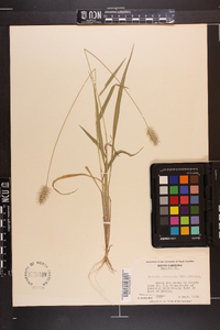 Setaria corrugata image