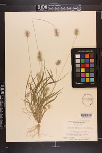 Setaria corrugata image