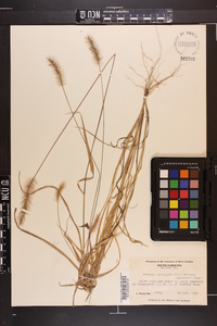 Setaria corrugata image