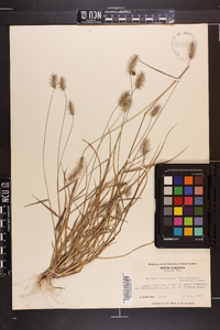 Setaria corrugata image