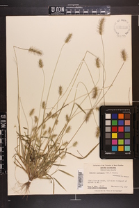 Setaria corrugata image