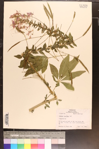 Cleome houtteana image