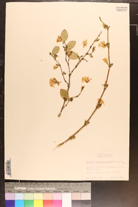 Lonicera fragrantissima image