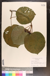 Viburnum lantanoides image