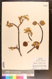 Viburnum lantanoides image