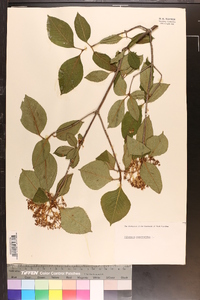 Viburnum cassinoides image