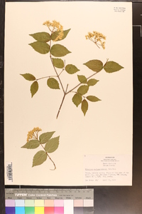 Viburnum rafinesqueanum image