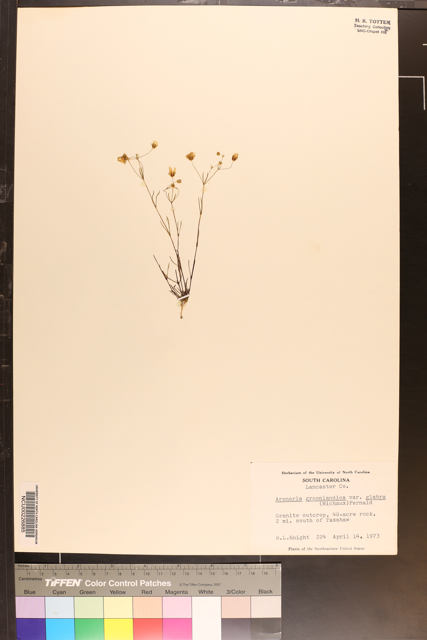 Arenaria groenlandica var. glabra image