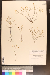 Arenaria groenlandica image