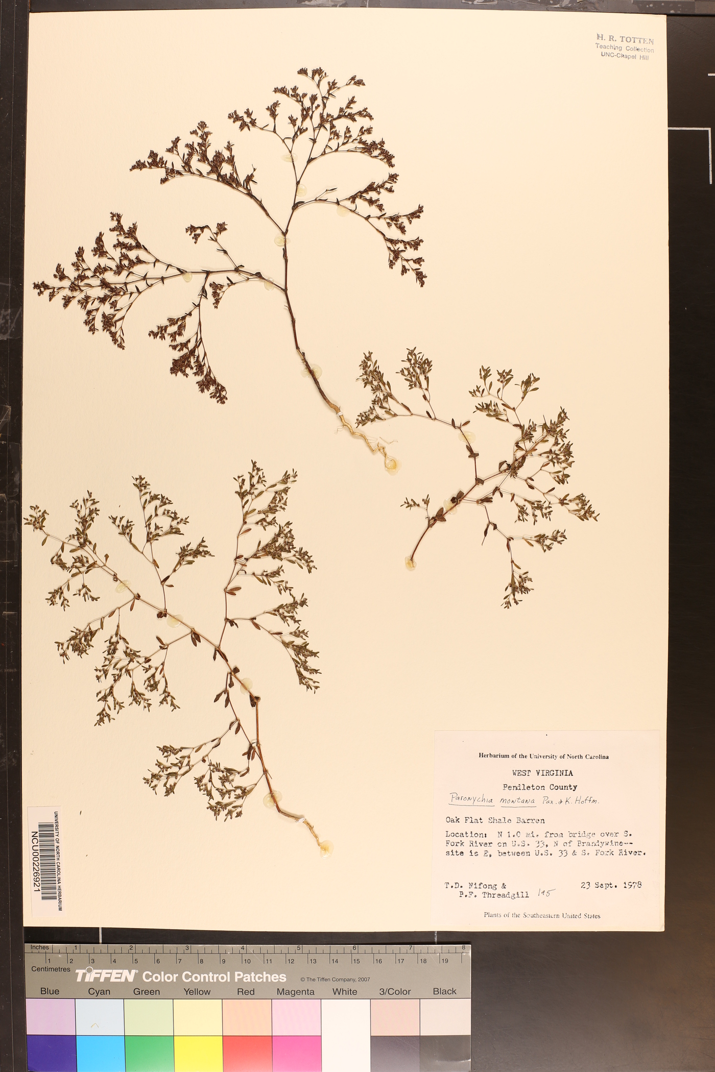 Paronychia montana image