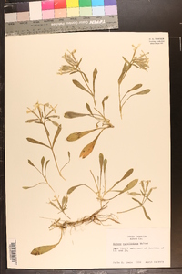 Silene caroliniana image