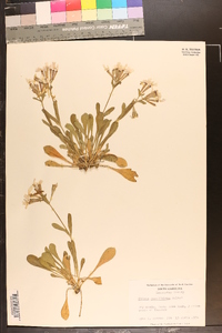 Silene caroliniana image