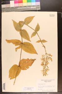 Silene ovata image