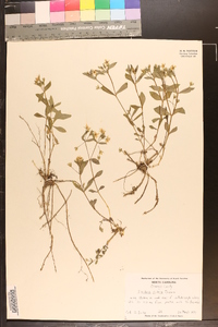 Stellaria pubera image