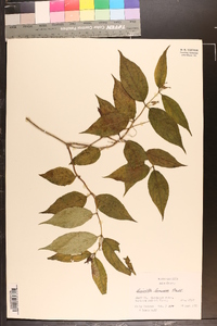 Diervilla lonicera image