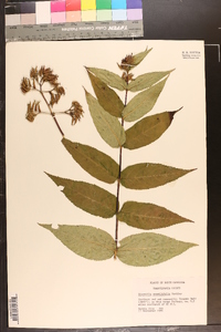 Diervilla sessilifolia image