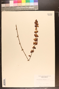 Symphoricarpos orbiculatus image