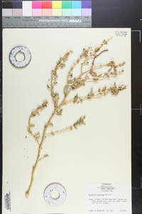 Atriplex arenaria image