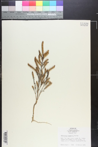 Salicornia bigelovii image