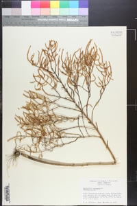 Salicornia europaea image