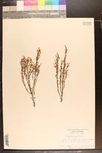 Hudsonia ericoides image