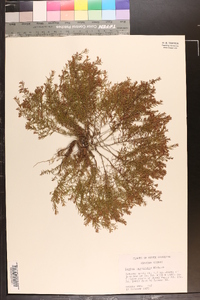 Lechea tenuifolia image