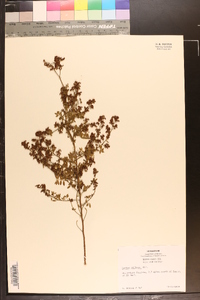 Lechea mucronata image