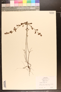 Lechea mucronata image