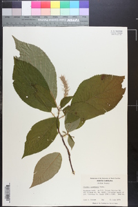 Clethra acuminata image