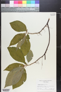 Clethra acuminata image