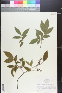 Clethra alnifolia image